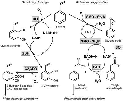 A Review: The Styrene Metabolizing Cascade of Side-Chain Oxygenation as Biotechnological Basis to Gain Various Valuable Compounds